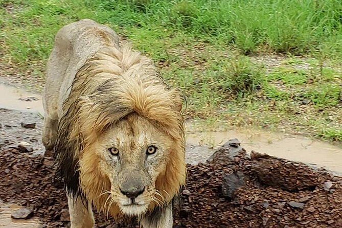 5 Day Camping Safari to Lake Manyara, Serengeti and Ngorongoro Crater - Ngorongoro begins with an early start and a dramatic change