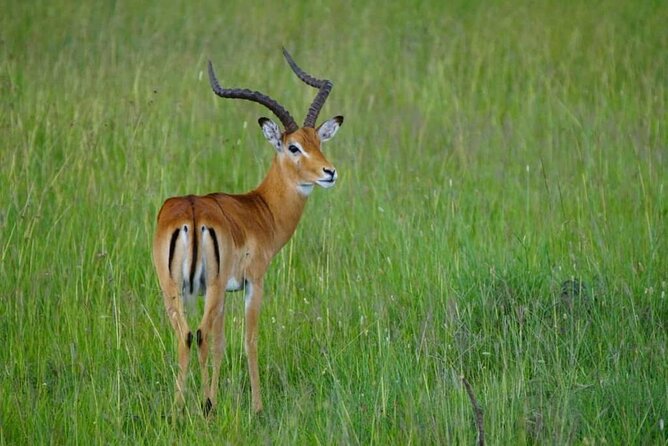 5 Day Camping Safari to Lake Manyara, Serengeti and Ngorongoro Crater - The crater floor deserves the early morning