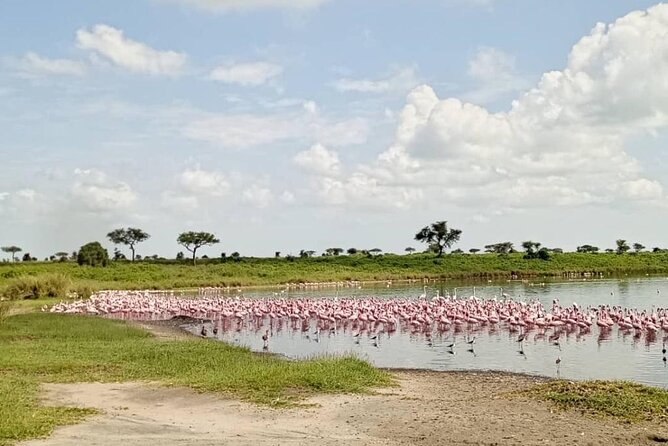 5 Day Camping Safari to Lake Manyara, Serengeti and Ngorongoro Crater - Private touring changes the pace