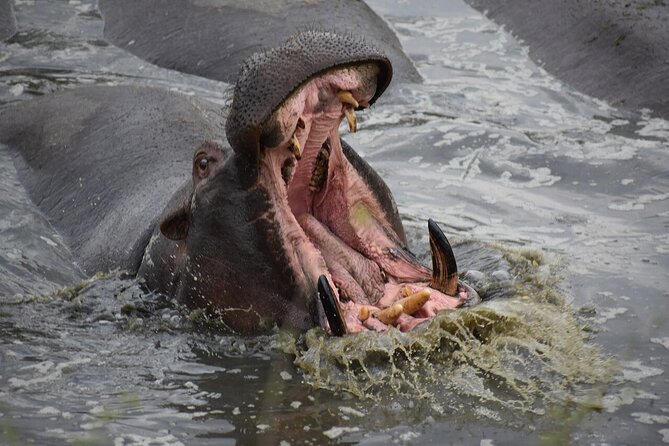 5-Day Highlights mid-Range Crater, Serengeti, Tarangire - Day three at Ngorongoro Crater: wildlife in a natural bowl