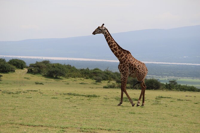 5-Day Highlights mid-Range Crater, Serengeti, Tarangire - Day four in the Serengeti: the longest wildlife day