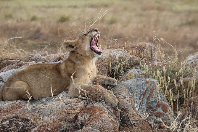5-Day Highlights mid-Range Crater, Serengeti, Tarangire - Day five at Lake Manyara: birds, forest, and a final game drive