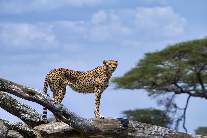 5-Day Highlights mid-Range Crater, Serengeti, Tarangire - Lodges, camps, and what mid-range means here