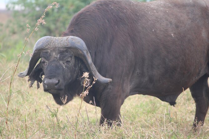 5-Day Highlights mid-Range Crater, Serengeti, Tarangire - Is $2,327 per person good value?