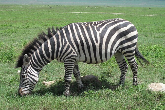5-Day Lake Manyara, Serengeti, Ngorongoro Crater and Tarangire - Four parks, one fast-moving northern Tanzania route