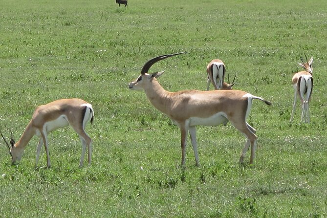 5-Day Lake Manyara, Serengeti, Ngorongoro Crater and Tarangire - Day 3: A Serengeti morning before Ngorongoro