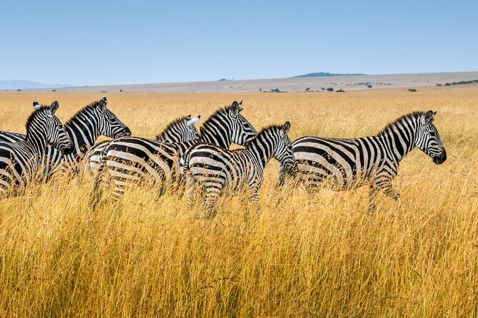 5-Day Ngorongoro Crater and Lake Manyara Safari from Arusha - Four parks, one busy five-day route