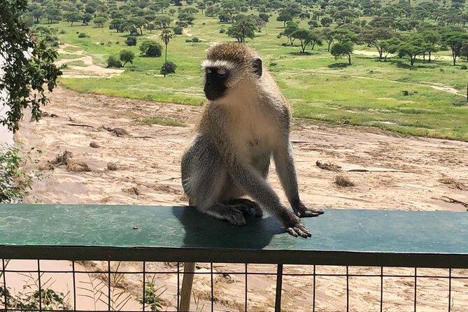 5-Day Ngorongoro Crater and Lake Manyara Safari from Arusha - Day 3: A second Serengeti morning