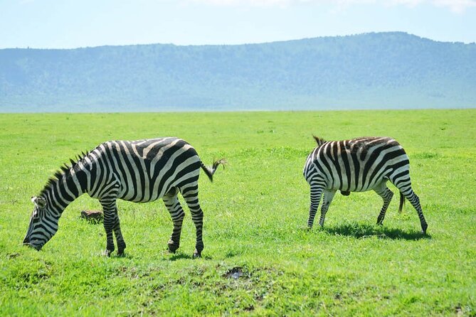 5-Day Ngorongoro Crater and Lake Manyara Safari from Arusha - Day 4: Six hours inside Ngorongoro Crater