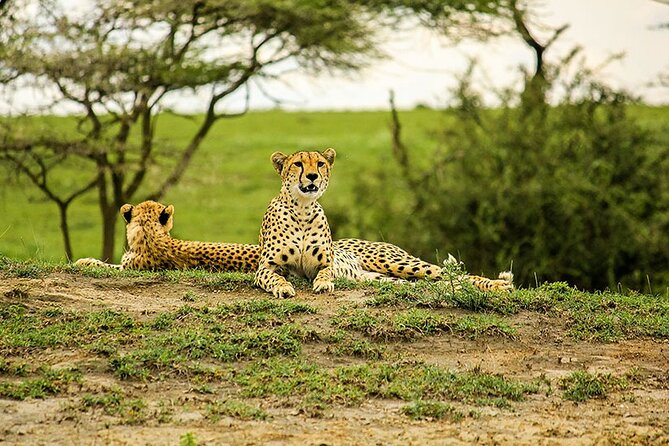 5-Day Ngorongoro Crater and Lake Manyara Safari from Arusha - Camping, lodges, and what $1,150 really covers