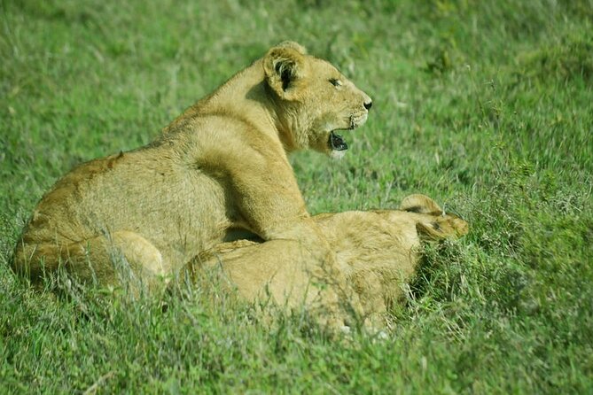 5-Day Ngorongoro Crater and Lake Manyara Safari from Arusha - Food, transport, and the group question