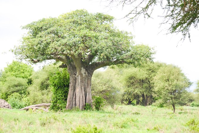 5 Day Private Lodge & Camping Tour of Tarangire, Serengeti & Ngorongoro Crater - Day 4: Leaving the Serengeti for Simba campsite