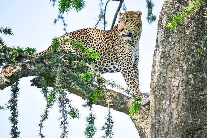 5 Day Private Lodge & Camping Tour of Tarangire, Serengeti & Ngorongoro Crater - Price, meals, and what the $3,600 covers