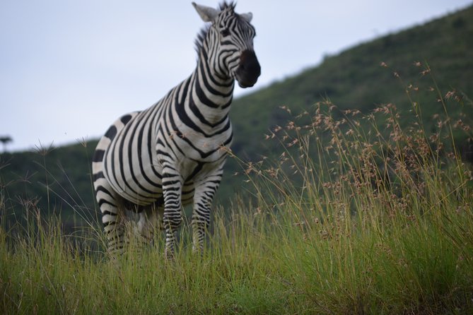 5 Day Private Lodge & Camping Tour of Tarangire, Serengeti & Ngorongoro Crater - Day 2: From high forest to the Serengeti plains