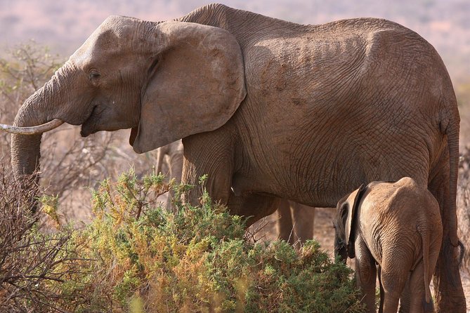 5 day safari Tarangire Serengeti and Ngorongoro crater - The safari at a glance