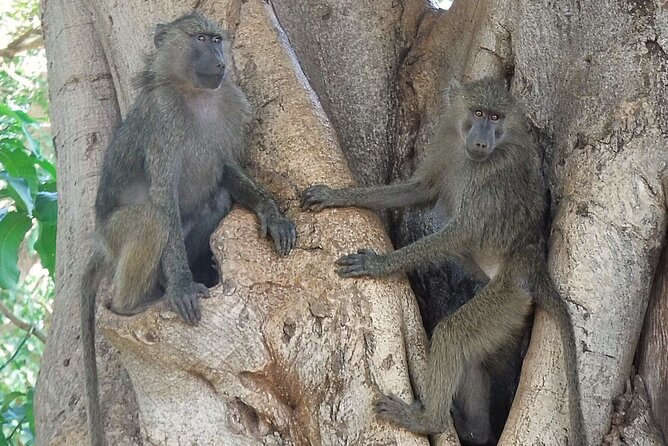 5 day safari Tarangire Serengeti and Ngorongoro crater - Day 3: A full Serengeti wildlife day