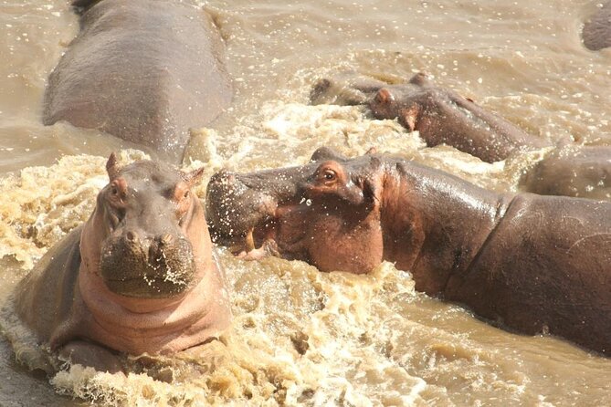 5 day safari Tarangire Serengeti and Ngorongoro crater - Day 4: One last Serengeti morning