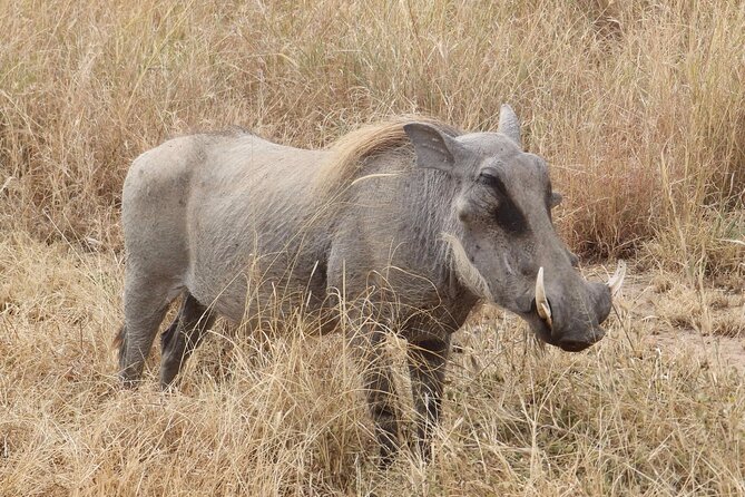 5 day safari Tarangire Serengeti and Ngorongoro crater - Day 5: Ngorongoro Crater’s crowded wildlife floor