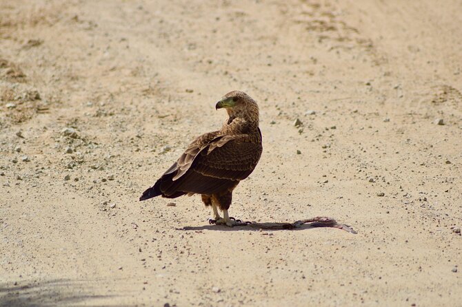 5 day safari Tarangire Serengeti and Ngorongoro crater - Lodging, food, and comfort on the road