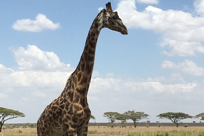 5 day safari Tarangire Serengeti and Ngorongoro crater - Day 1: Tarangire’s elephants and baobabs