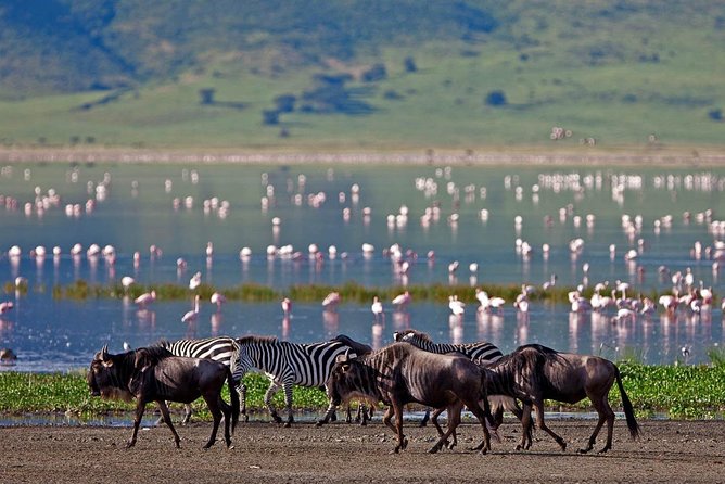 5 Day: Spectacular View of Ngorongoro Crater - Key points at a glance
