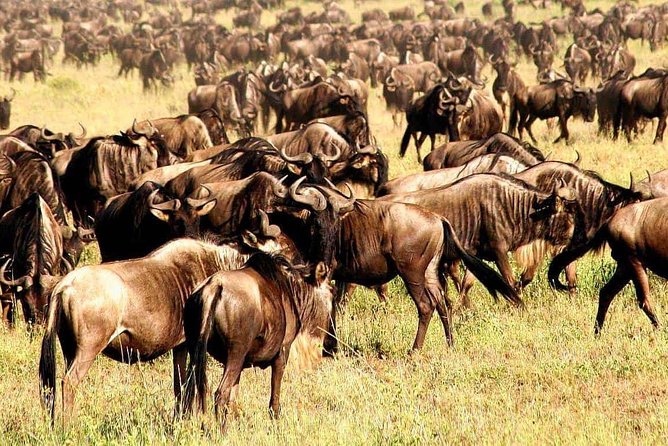5 Day: Spectacular View of Ngorongoro Crater - Four parks, one tightly packed route