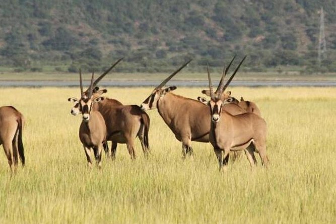5 Day: Spectacular View of Ngorongoro Crater - Day 4: close-up wildlife on the crater floor