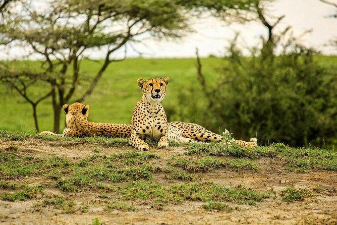 5 Day: Spectacular View of Ngorongoro Crater - The vehicle, guide, and daily comfort