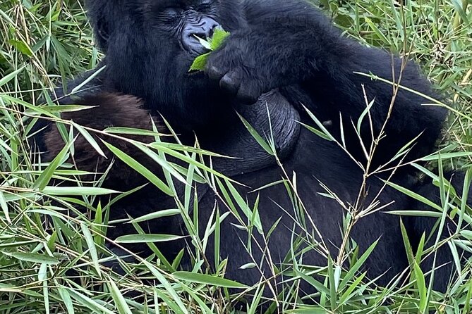 5 Days Akagera and Volcanoes National Park - Day Four: The Gorilla Trek in Volcanoes National Park