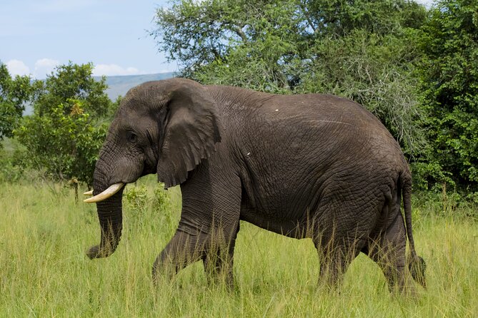 5 Days Akagera and Volcanoes National Park - Is $6,750 Per Person Good Value?