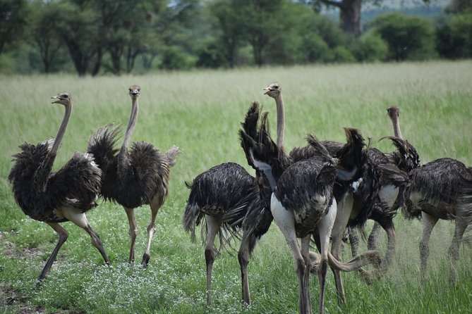 5 DAYS BUDGET SAFARI ( Tarangire, Ngorongoro Crater & Serengeti National parks) - Starting in Arusha with an easy arrival day