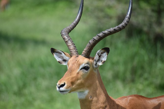 5 DAYS BUDGET SAFARI ( Tarangire, Ngorongoro Crater & Serengeti National parks) - The long road to Serengeti