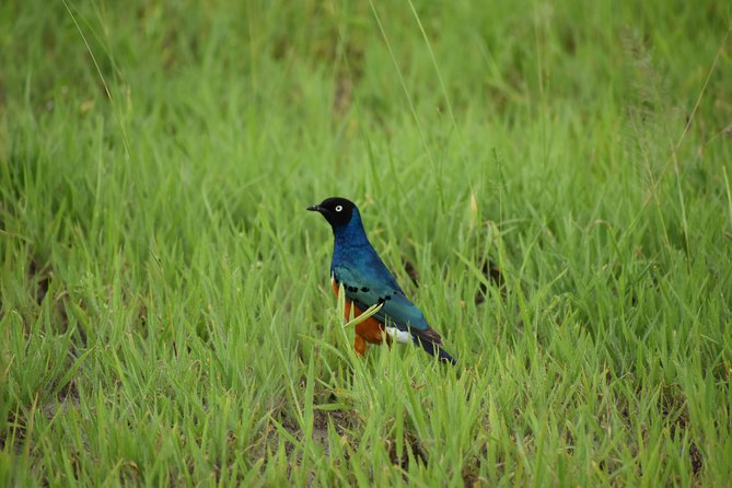 5 DAYS BUDGET SAFARI ( Tarangire, Ngorongoro Crater & Serengeti National parks) - Sunrise in Serengeti at around 6 a.m.