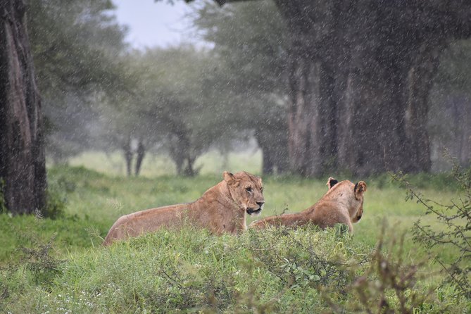 5 DAYS BUDGET SAFARI ( Tarangire, Ngorongoro Crater & Serengeti National parks) - The road, vehicle, and daily pace