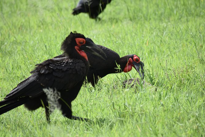 5 DAYS BUDGET SAFARI ( Tarangire, Ngorongoro Crater & Serengeti National parks) - Who will enjoy this safari most