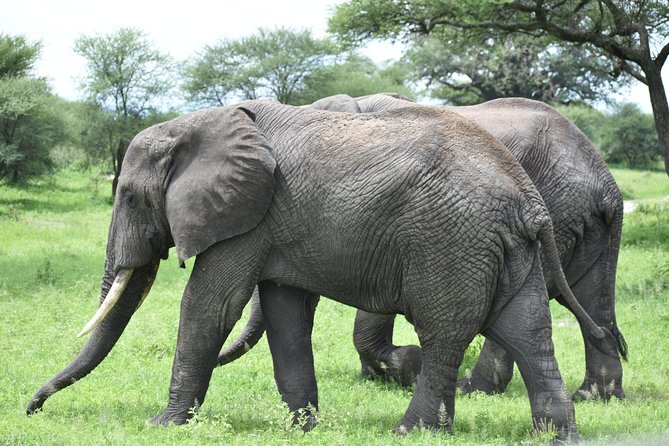 5 DAYS BUDGET SAFARI ( Tarangire, Ngorongoro Crater & Serengeti National parks) - Tarangire: elephants, baobabs, and the river