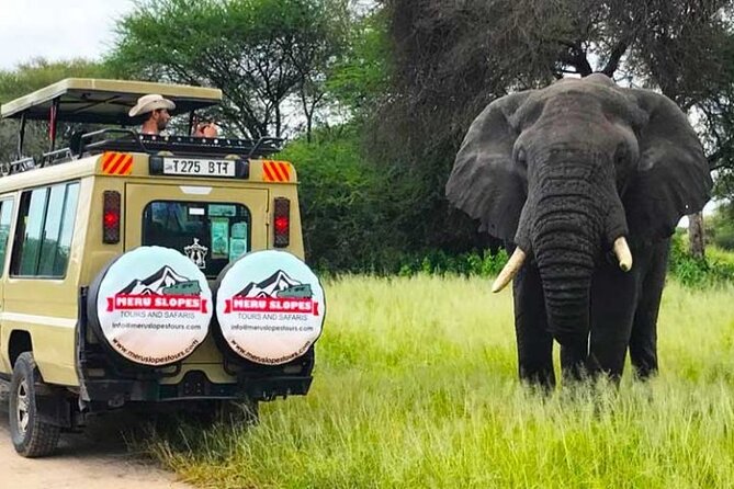 5 Days Camping Tarangire, Serengeti & Ngorongoro crater & Visiting Maasai - Day four: sunrise, more wildlife, and the move toward the crater