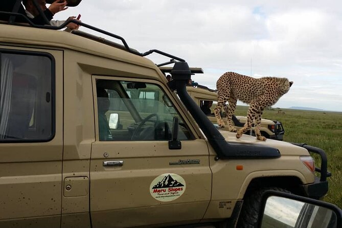 5 Days Camping Tarangire, Serengeti & Ngorongoro crater & Visiting Maasai - Day five: down into Ngorongoro Crater