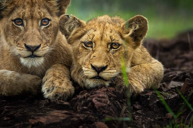 5-Days Lake Manyara, Serengeti, Ngorongoro Crater and Tarangire - Day two: from Karatu’s highlands to Seronera