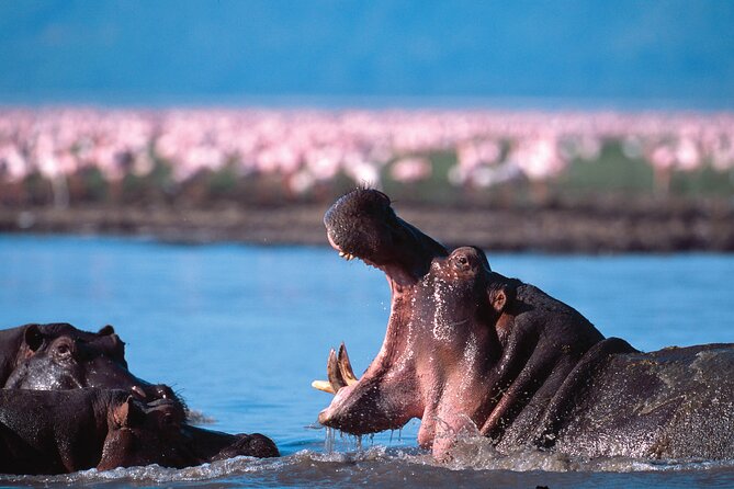5-Days Private Safari Tour in Trangire, Serengeti, and Ngorongoro Crater - Day 5: Airport transfer and the end of the trip