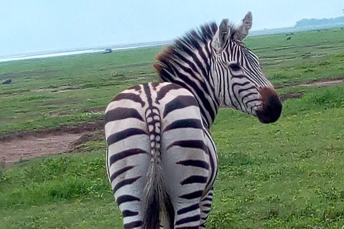 5 Days Safari from Dar es Salaam to Tarangire NP, Manyara NP & Ngorongoro Crater - Why this route works for a five-day safari