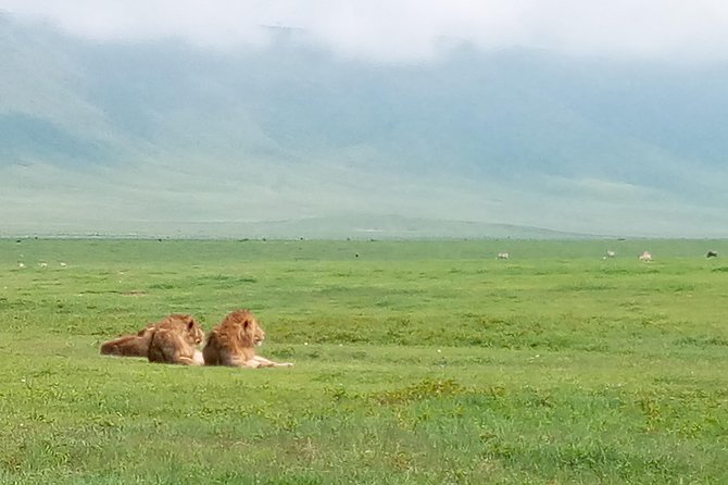 5 Days Safari from Dar es Salaam to Tarangire NP, Manyara NP & Ngorongoro Crater - Day 2: Tarangire, the elephant country