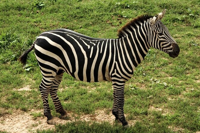 5 Days Safari Tarangire, Serengeti, and Ngorongoro Crater - The five details that shape this safari