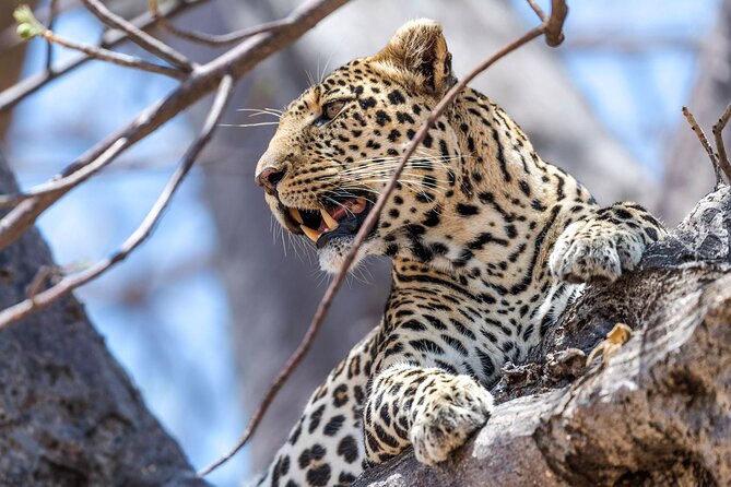 5 Days Safari Tarangire, Serengeti, and Ngorongoro Crater - Starting in Arusha after the Kilimanjaro transfer