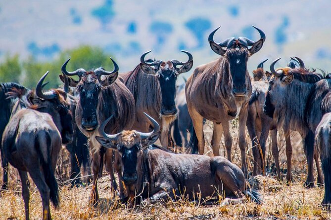 5 Days Safari Tarangire, Serengeti, and Ngorongoro Crater - What $2,300 buys you