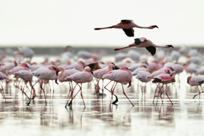 5 Days Safari Tarangire, Serengeti, and Ngorongoro Crater - Who will enjoy this five-day route