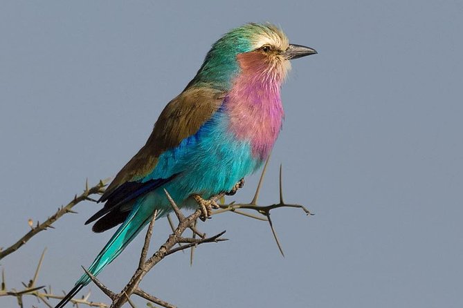 5 days Safari to Lake Manyara, Serengeti and Ngorongoro crater - Key points at a glance