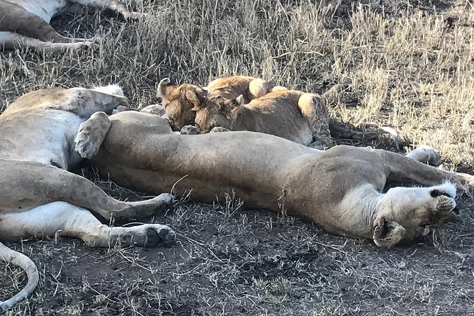 5 days Safari to Lake Manyara, Serengeti and Ngorongoro crater - Starting in Moshi, with one lodging detail to confirm