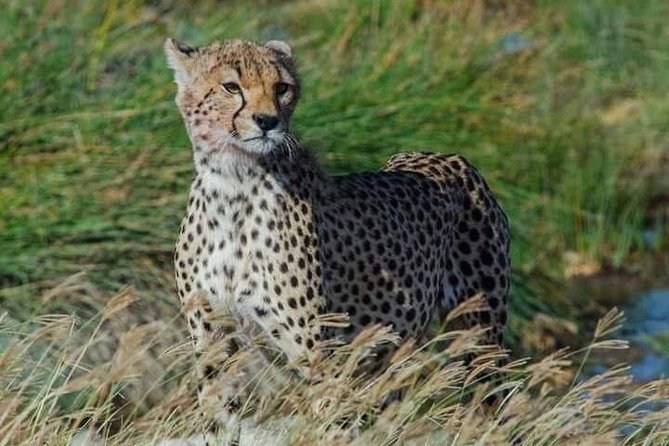 5 days Safari to Lake Manyara, Serengeti and Ngorongoro crater - Four rough-road hours into the Serengeti