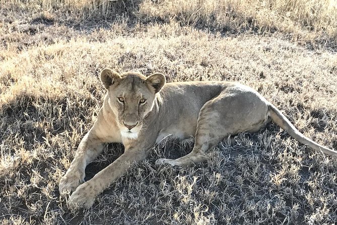 5 days Safari to Lake Manyara, Serengeti and Ngorongoro crater - Southern Serengeti and the February to May window